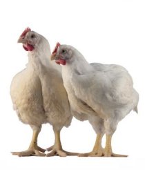 broiler chickens
