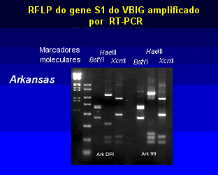 RFLP do gene S1 do VBIG amplificado por  RT-PCR