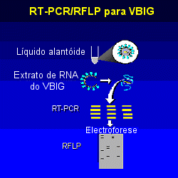 RT-PCR/RFLP para VBIG